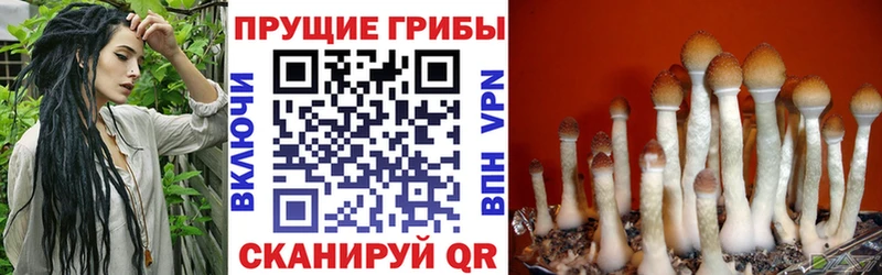 Галлюциногенные грибы Psilocybine cubensis Купить Поронайск